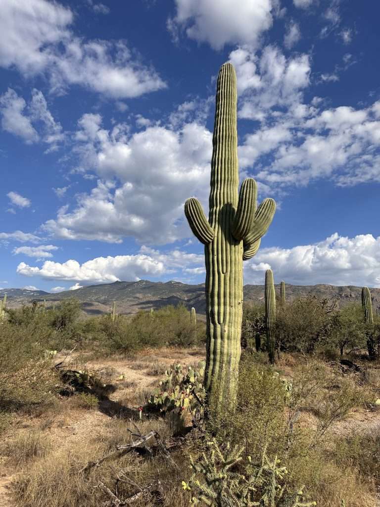 Cactus In Arizona Visitors Guide