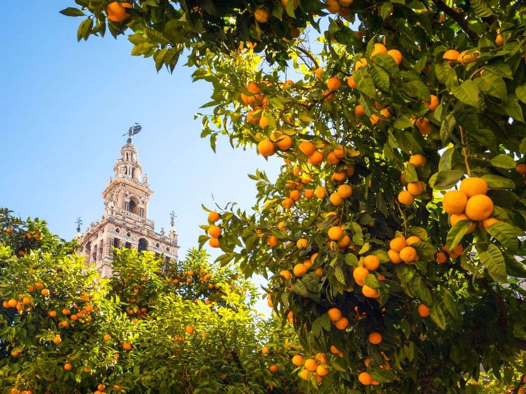 Seville Cathedral and Giralda Tower Seville Spain 