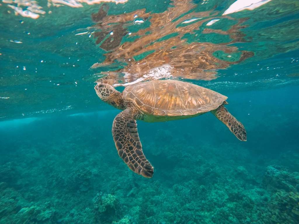 Green Sea Turtle Underwater in Hawaii