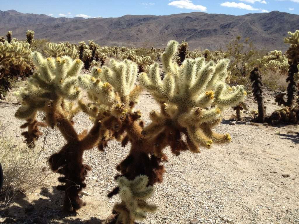 Joshua Tree Cactus In Joshua Tree National Park California