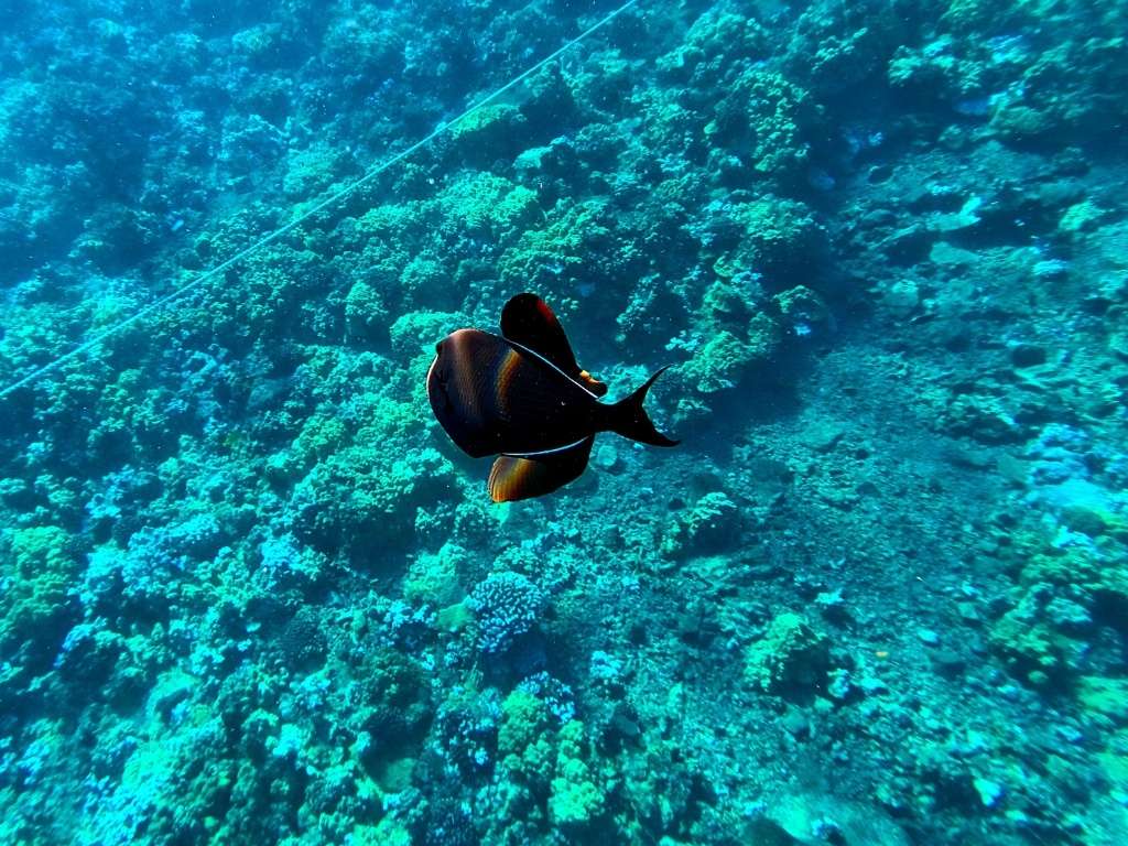 Hawaii Snorkeling Equipment Snorkel Gear Reviews Best Snorkel Goggles Best Snorkel Sets Buy Snorkel Gear