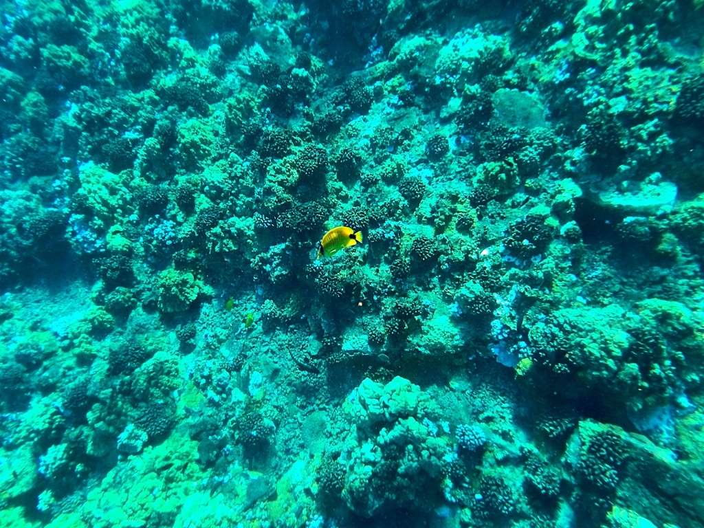 Best Snorkeling Masks Best Snorkeling Goggles Best Dry Snorkel Where To Buy Snorkel Gear