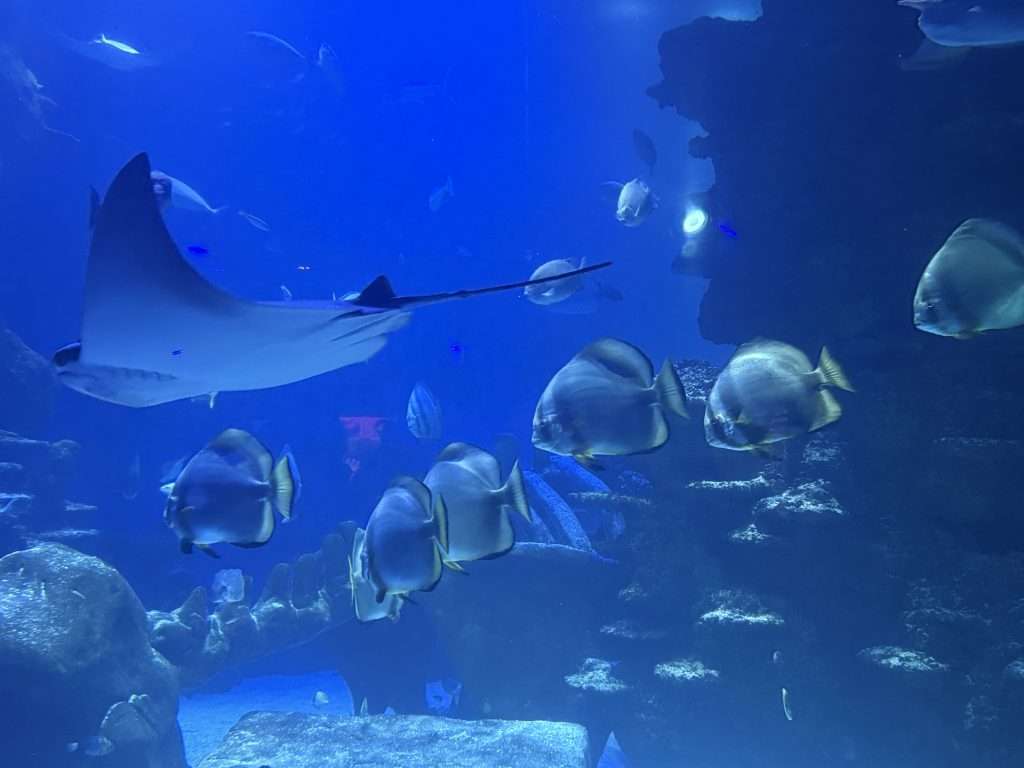 national sea life... London aquarium tickets discount london zoo and aquarium tickets aquariums in london