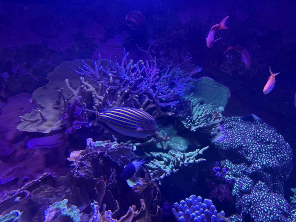 Fish SEA Life London Aquarium SEA Life London 2 for 1 Offers For London Aquarium
