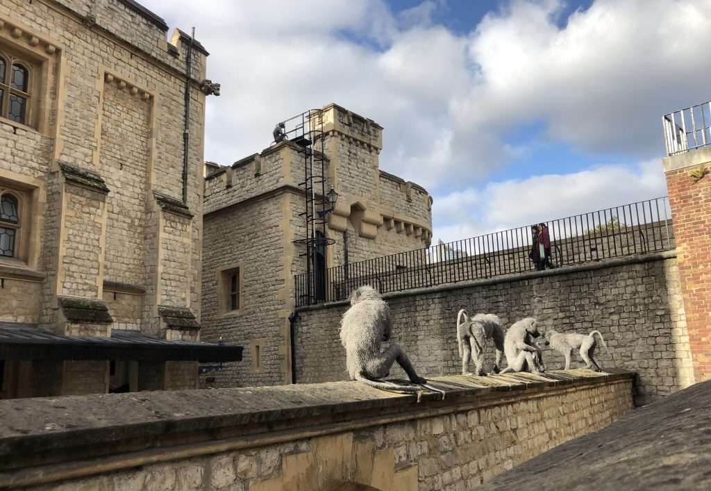 Tower Of London Monkeys
